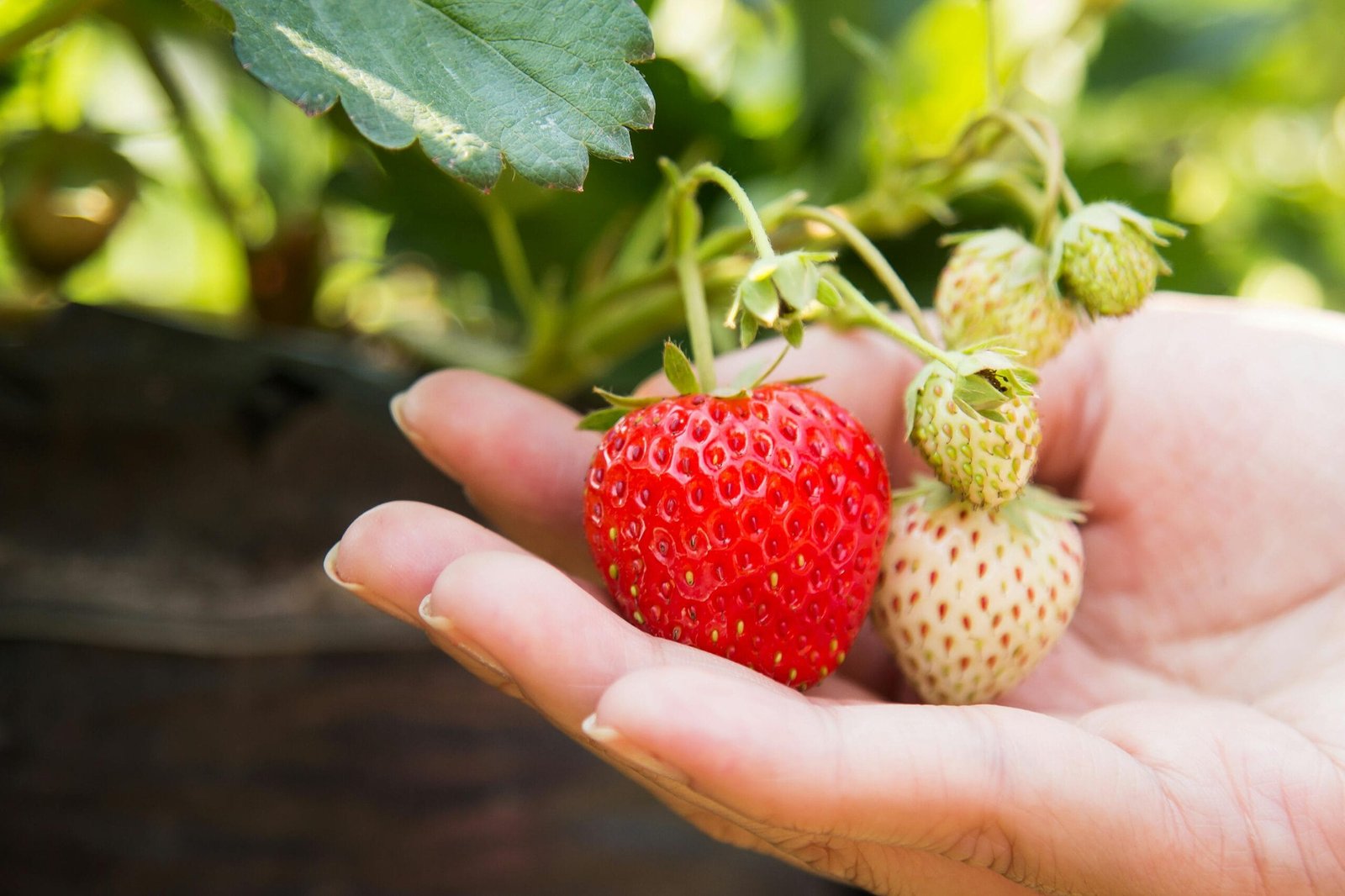 DeFi Yield Farming