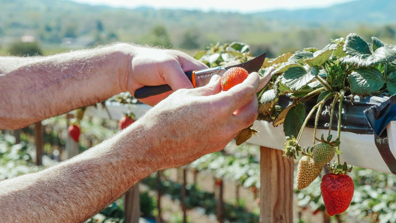 DeFi Yield Farming