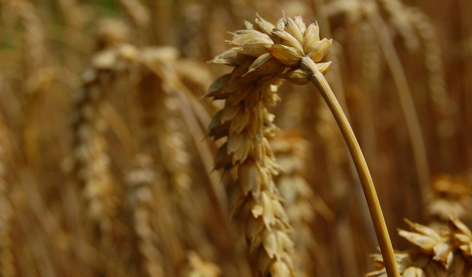 DeFi Yield Farming