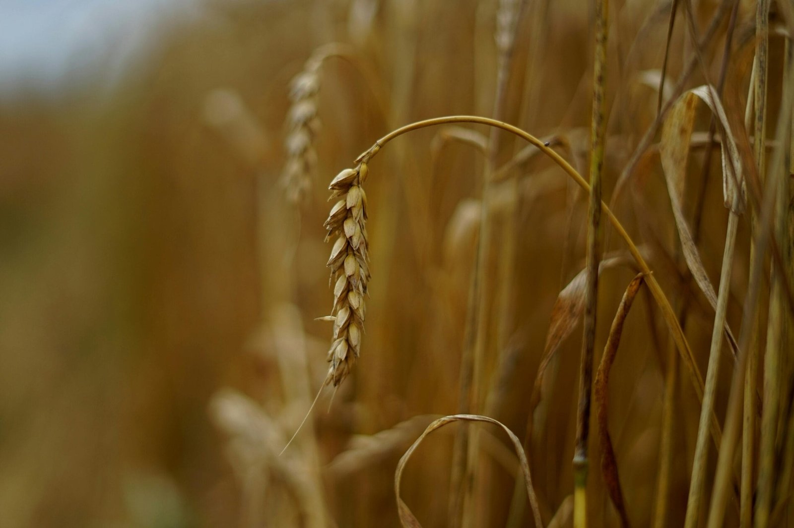 DeFi Yield Farming