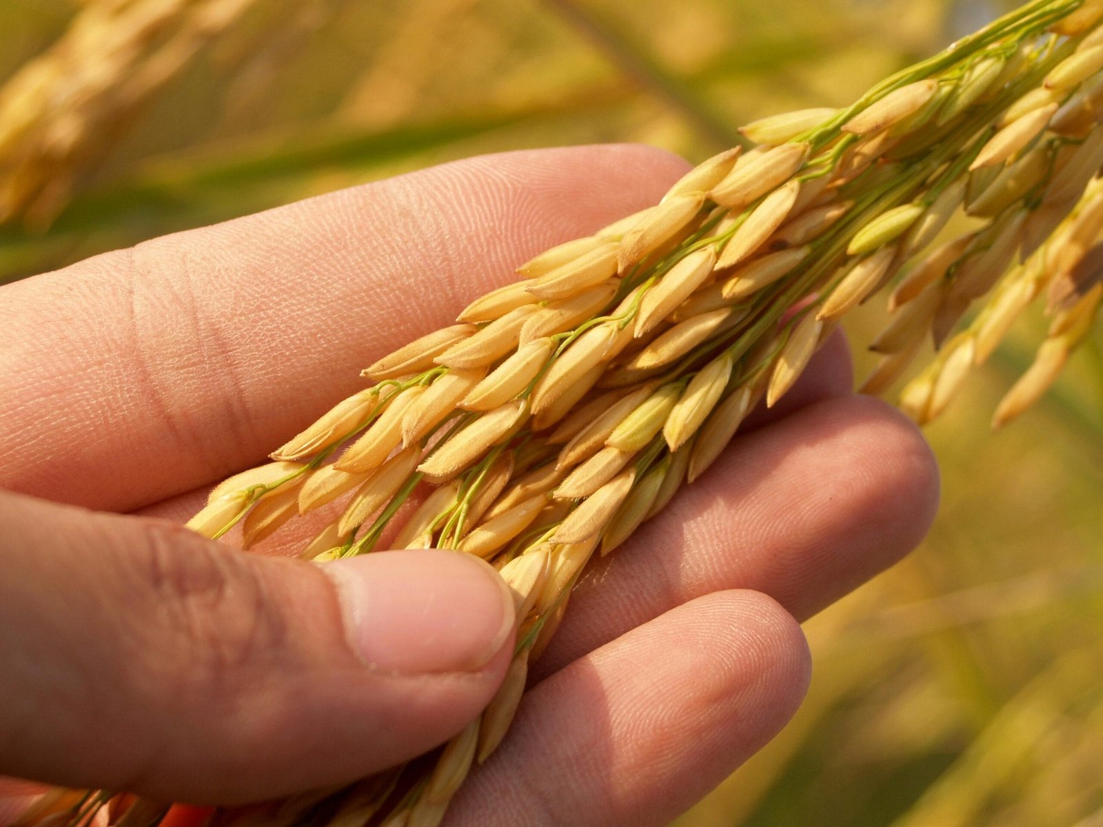 DeFi Yield Farming