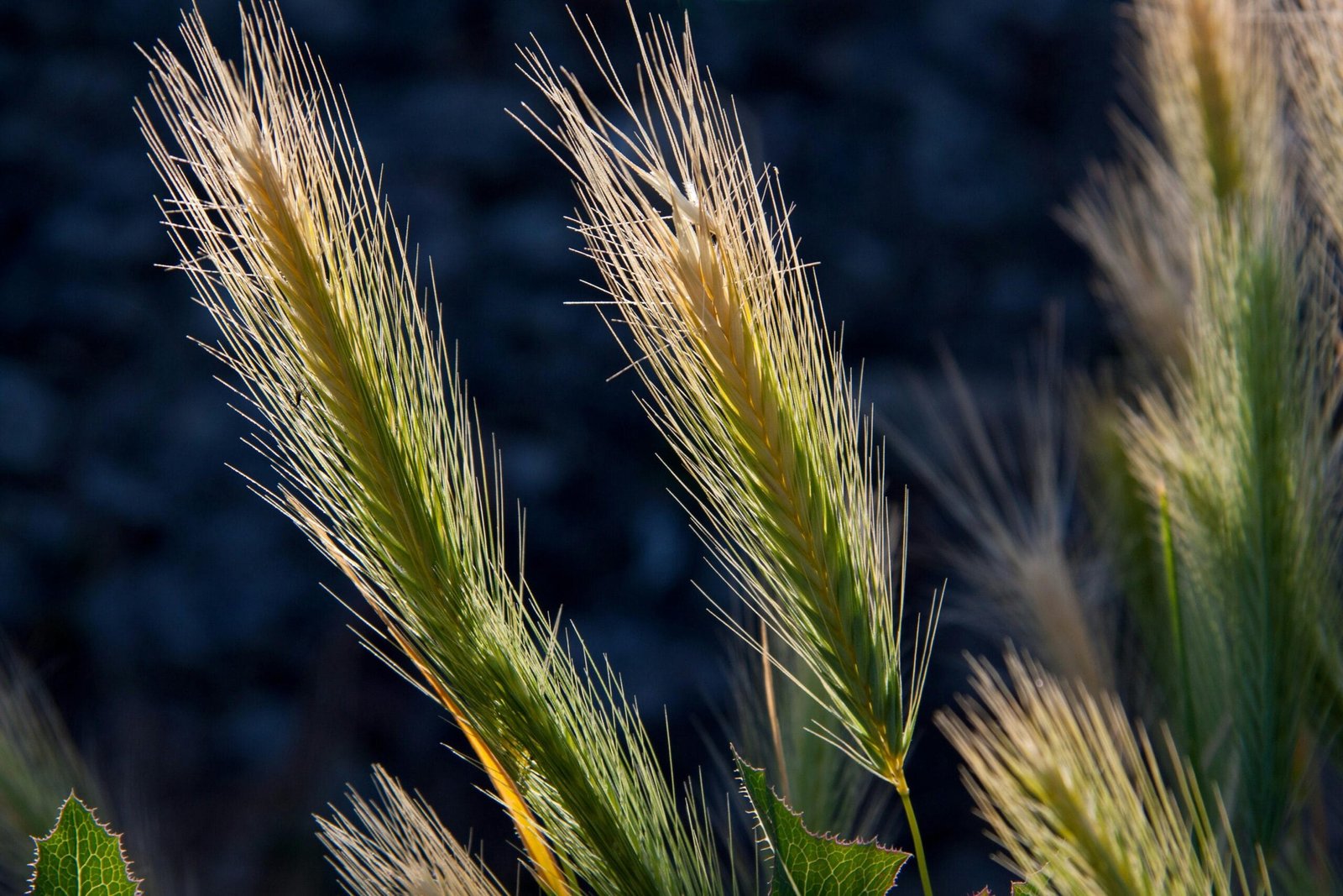 DeFi Yield Farming