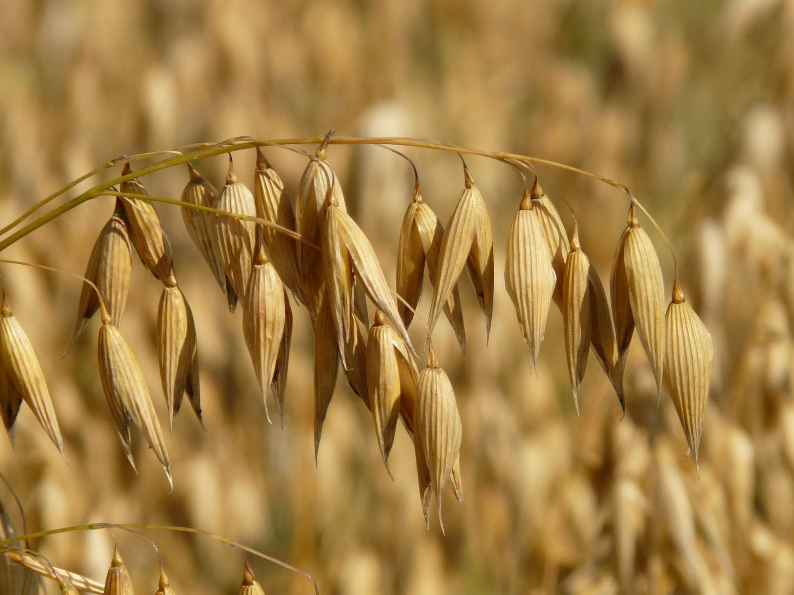 DeFi Yield Farming