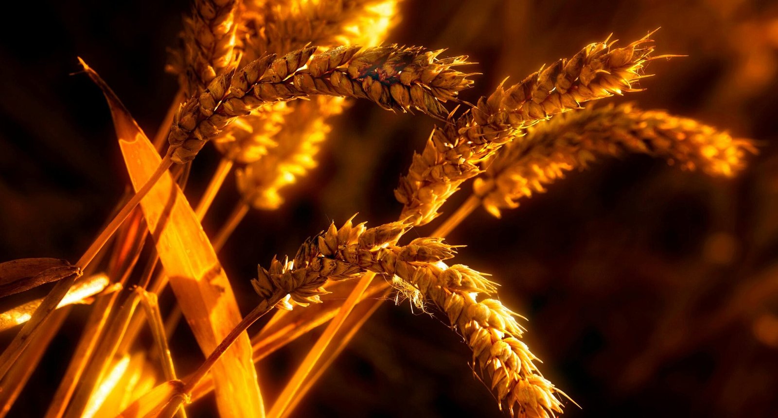 DeFi Yield Farming