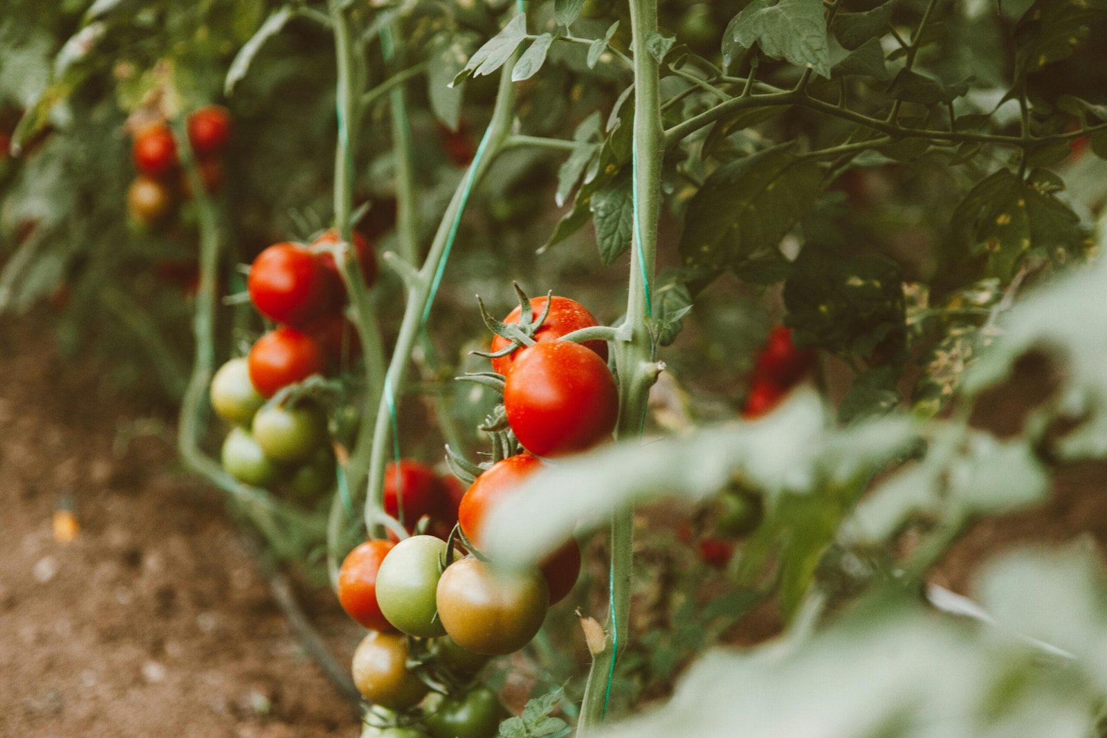 DeFi Yield Farming