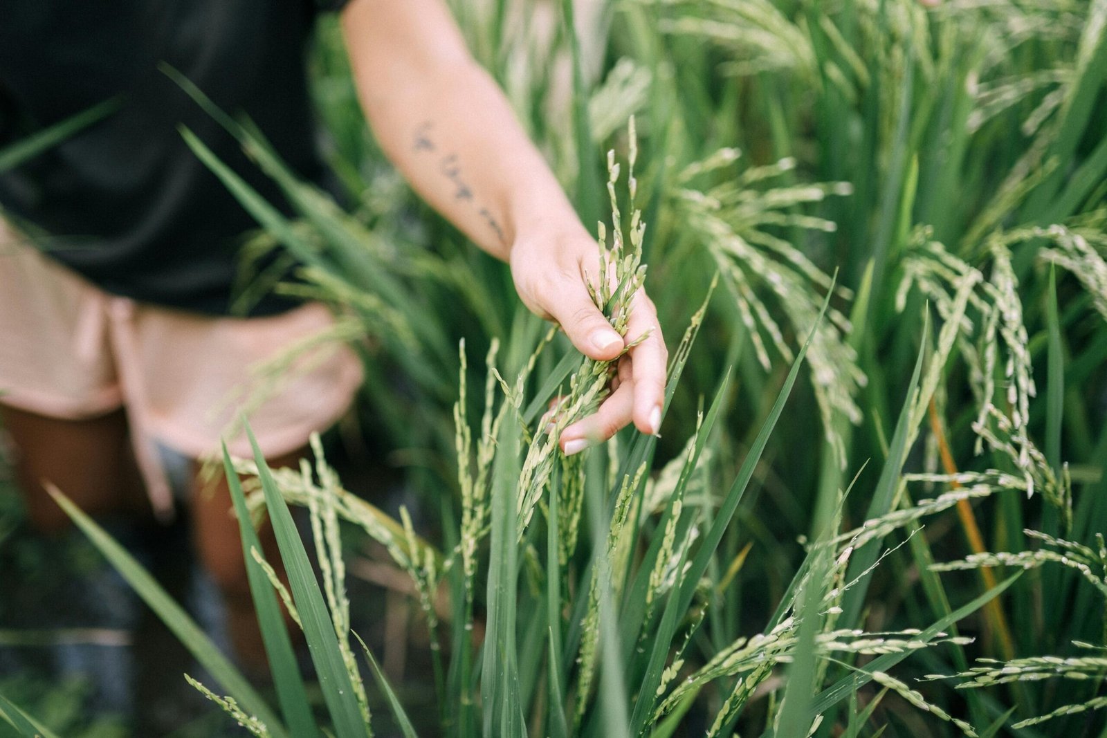 DeFi Yield Farming