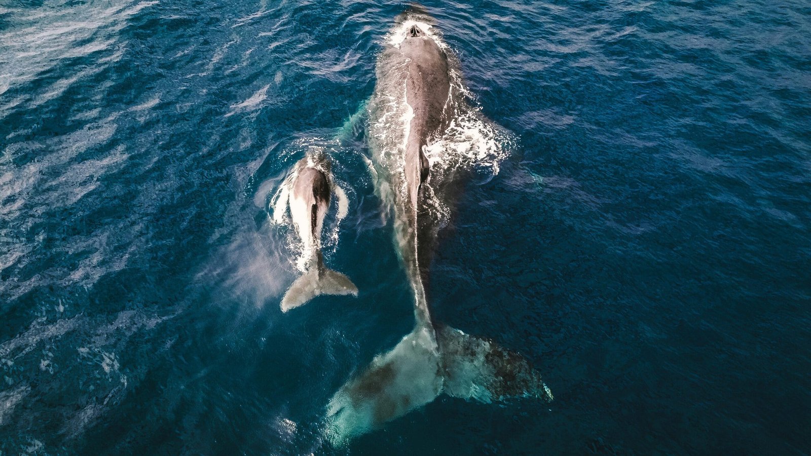 Ethereum Whale