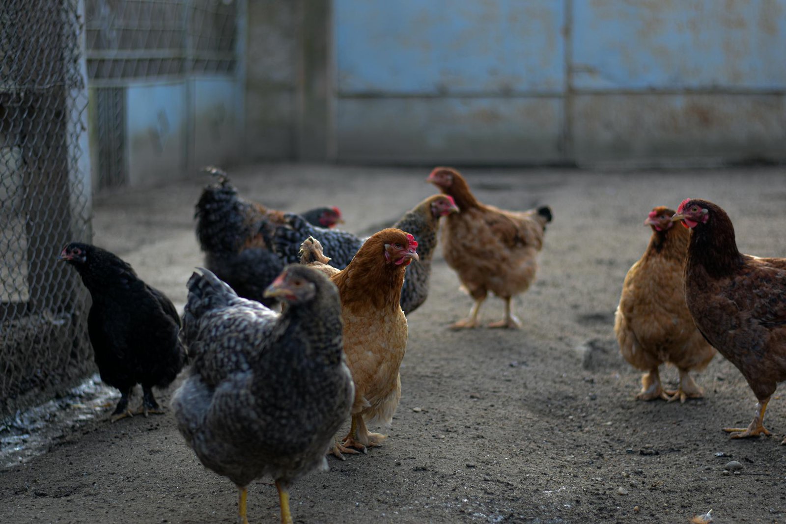 Chicken Farming