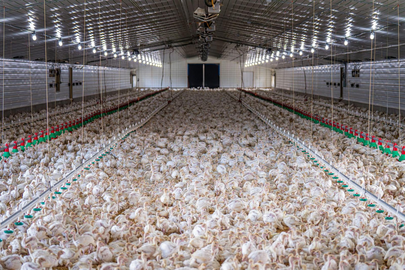 Chicken Farming