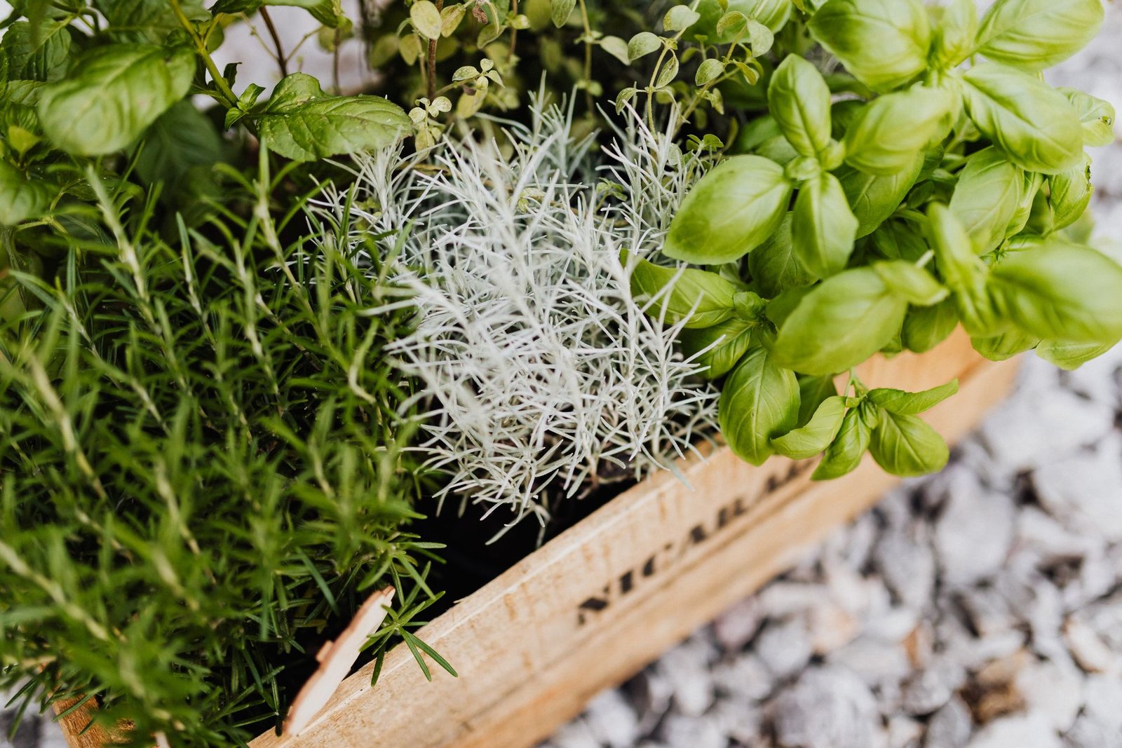 Medicinal Garden Kit