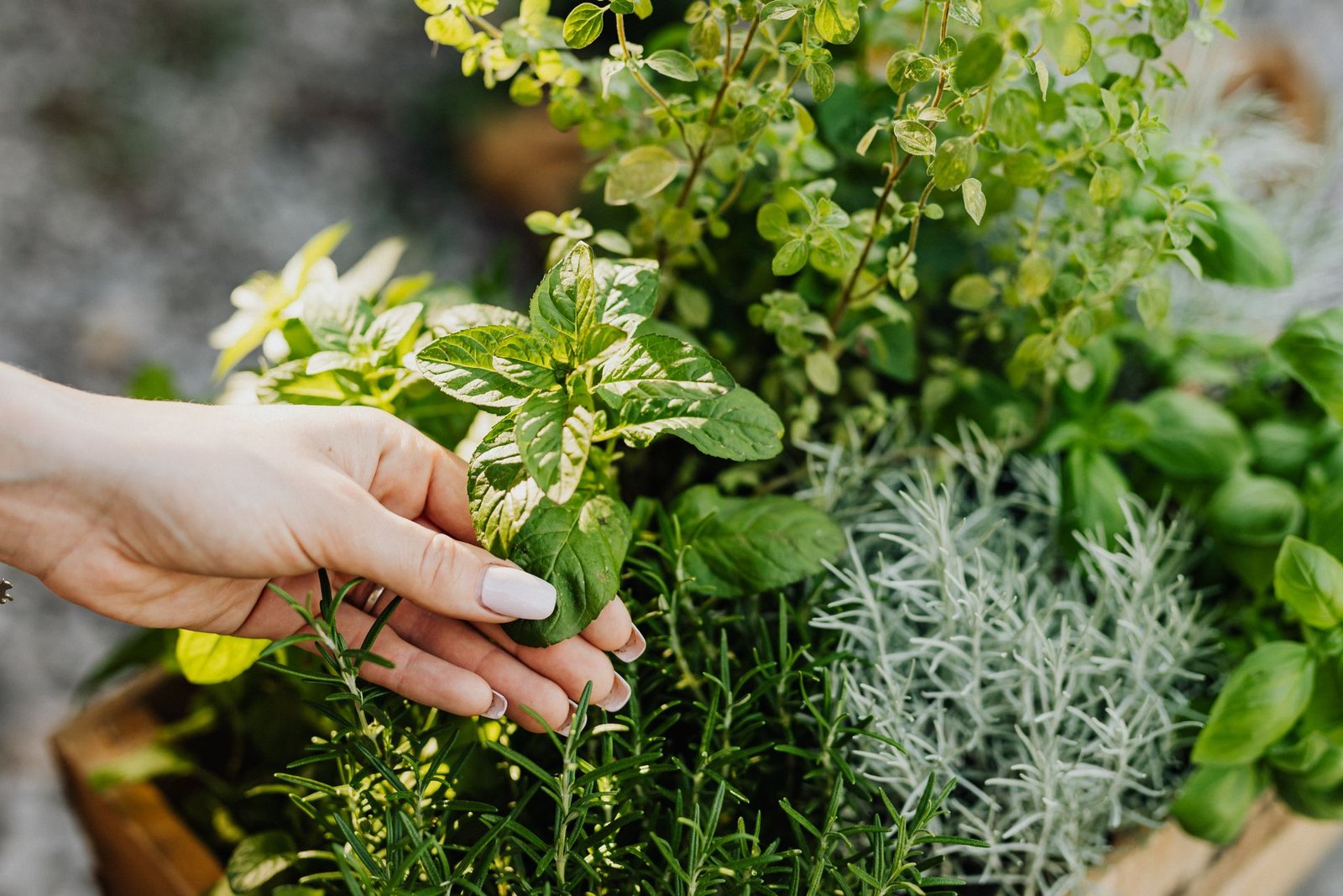 Medicinal Garden Kit